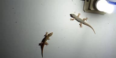lizards house