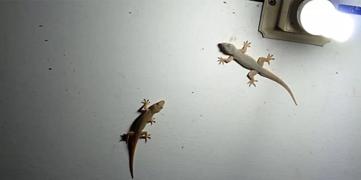 lizards house