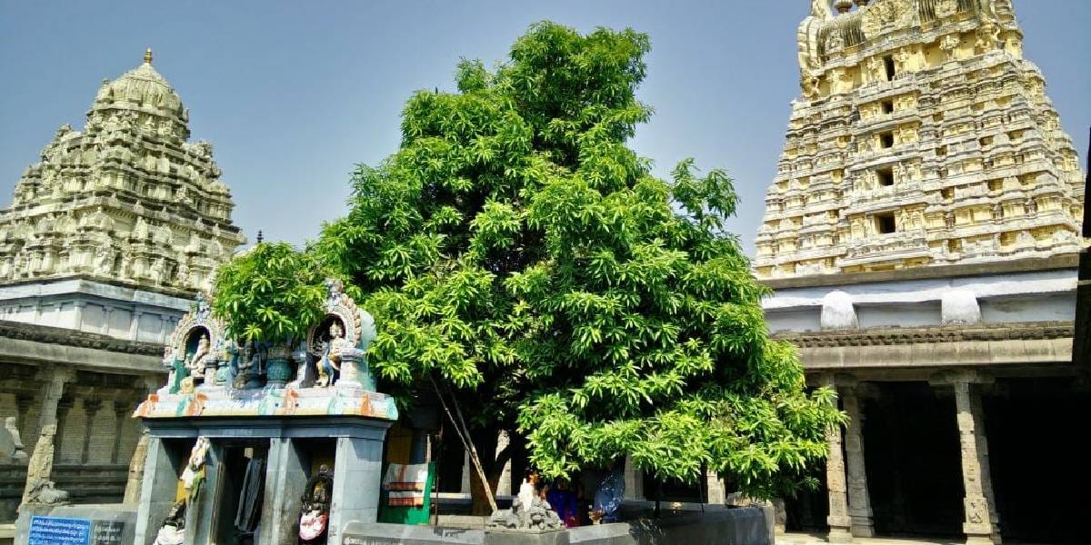 sthala viruksha