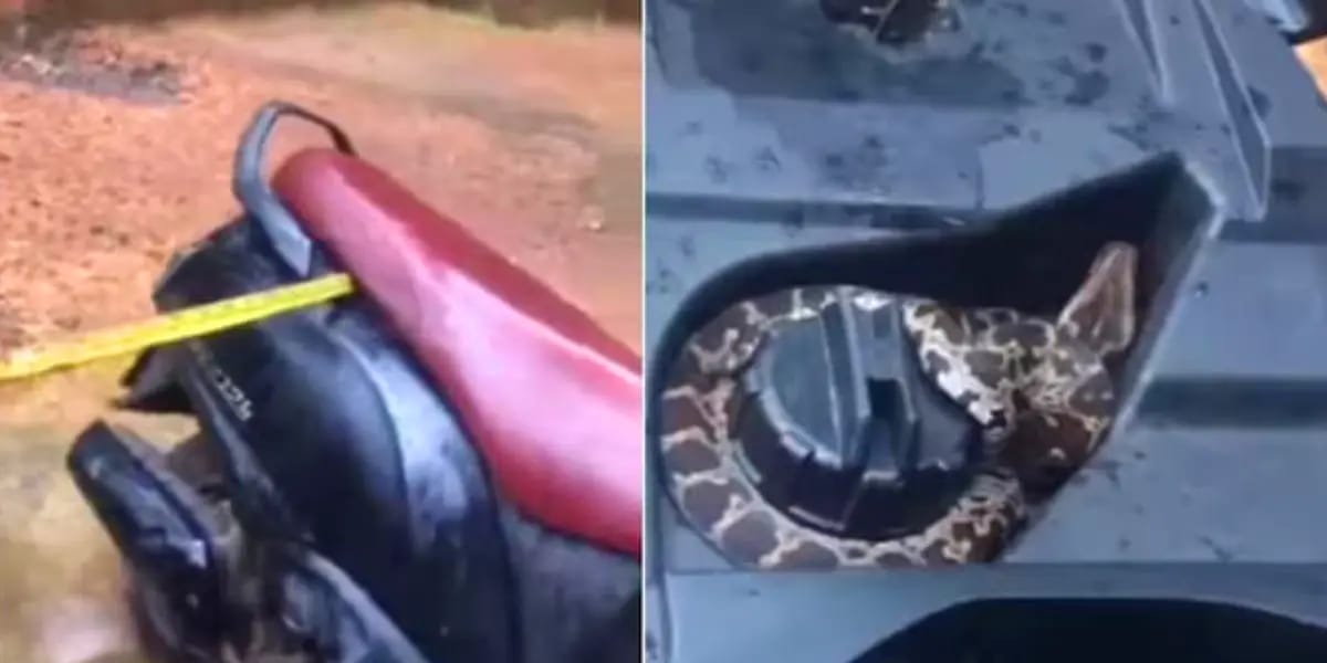 snake