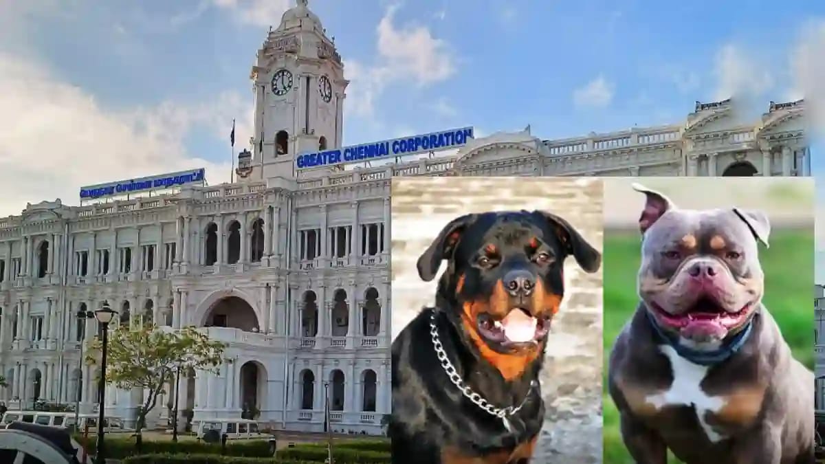 Rottweiler