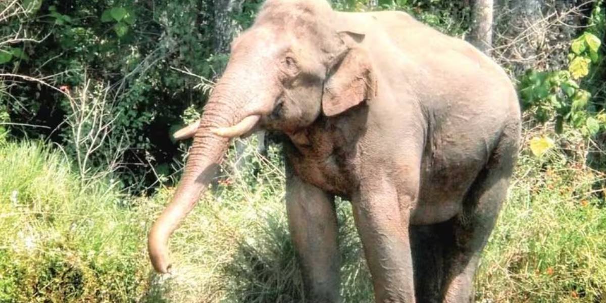 Arikomban elephant