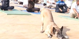 DogDoingYoga