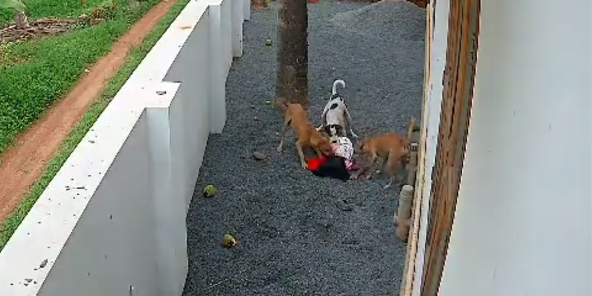 Stray Dogs Attack
