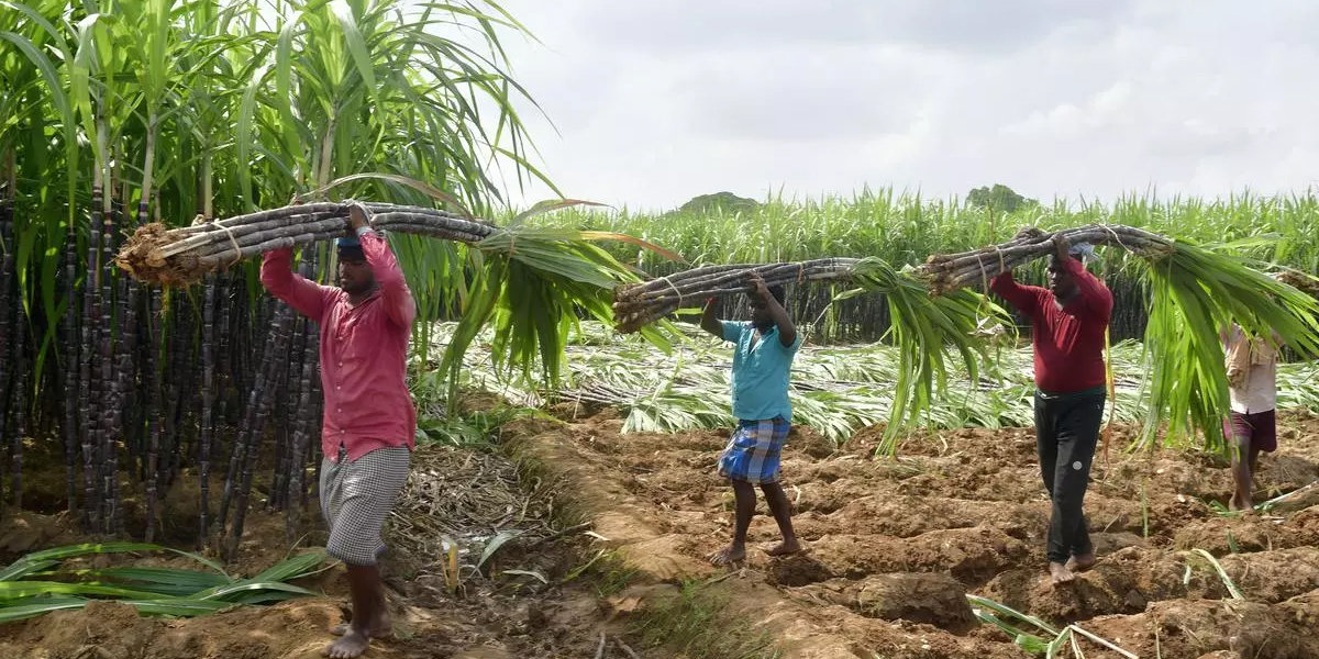 SugarcaneFormers