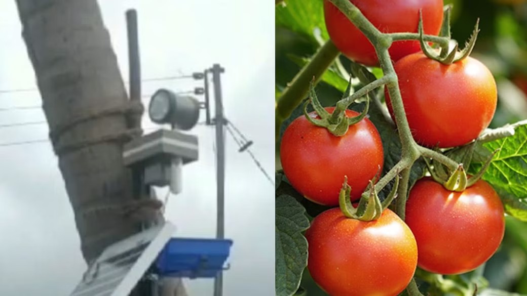 Cctv Camera In Tomato Farm 