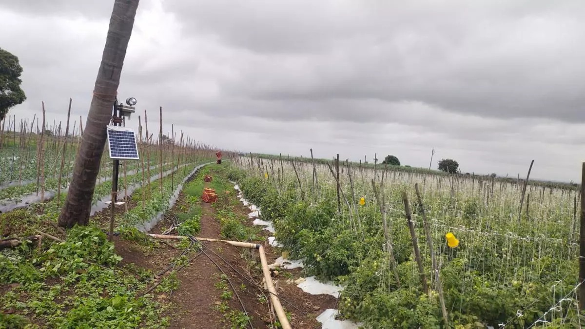 Cctv Camera In Tomato Farm 