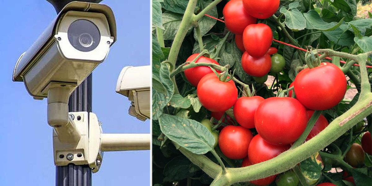 Cctv Camera Tomato