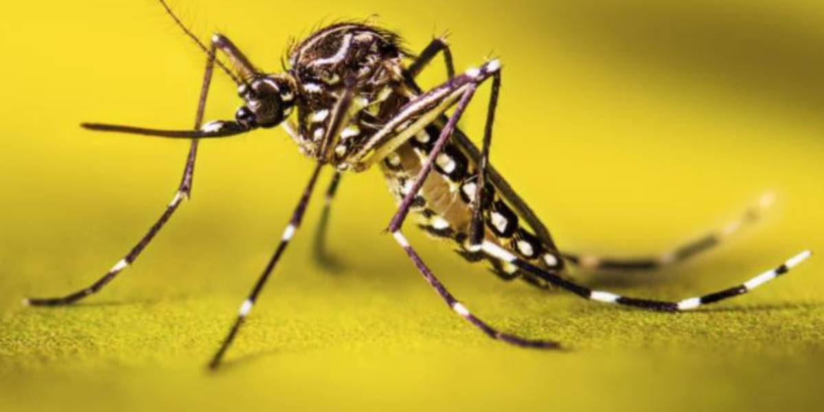 Dengue