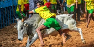 Avaniyapuram Jallikattu