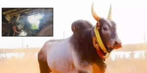 JALLIKATTU BULLS