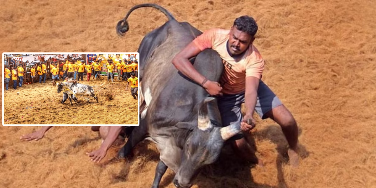 Jallikattu