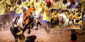 jallikattu