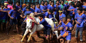 jallikattu