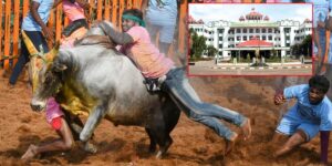 jallikattu madurai high court