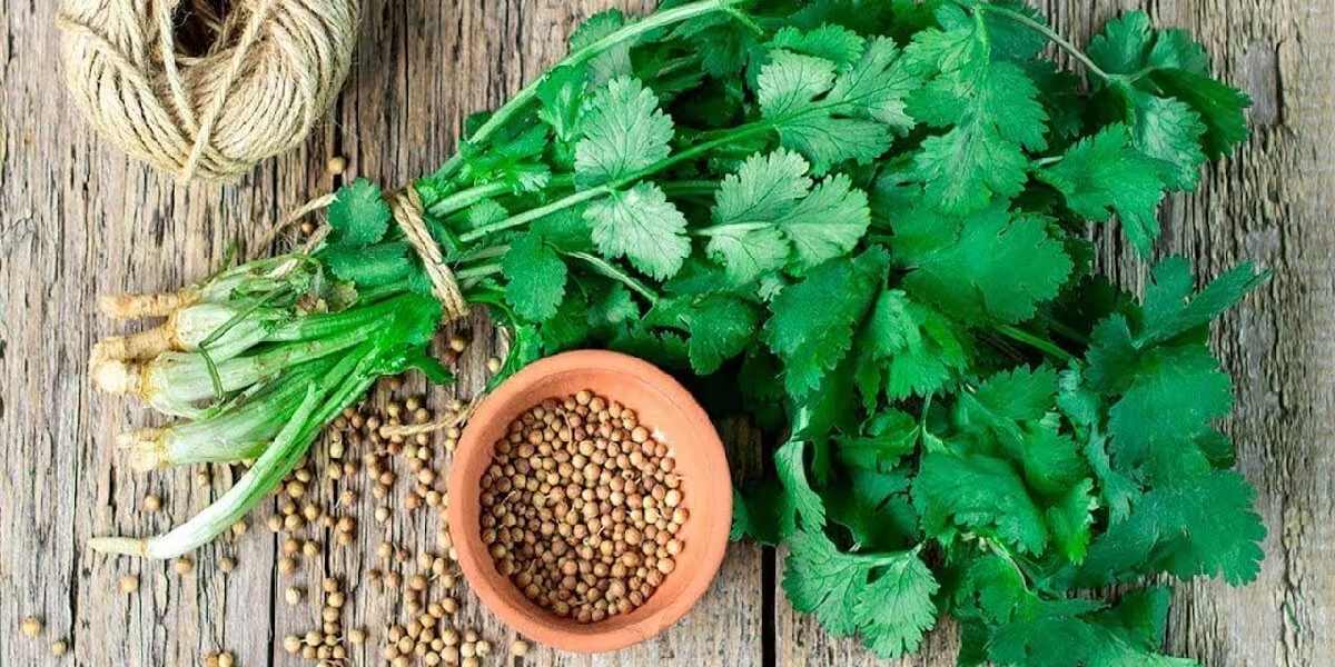 coriander (2)