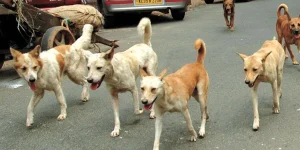 stray dog __in Karnataka