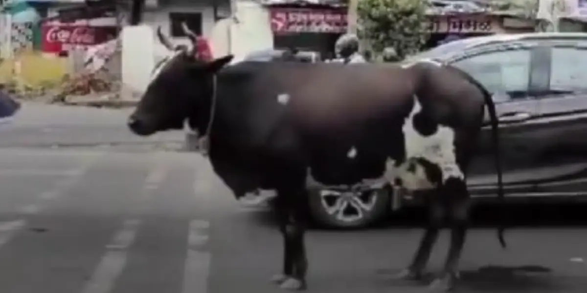 Cow Waits At Traffic