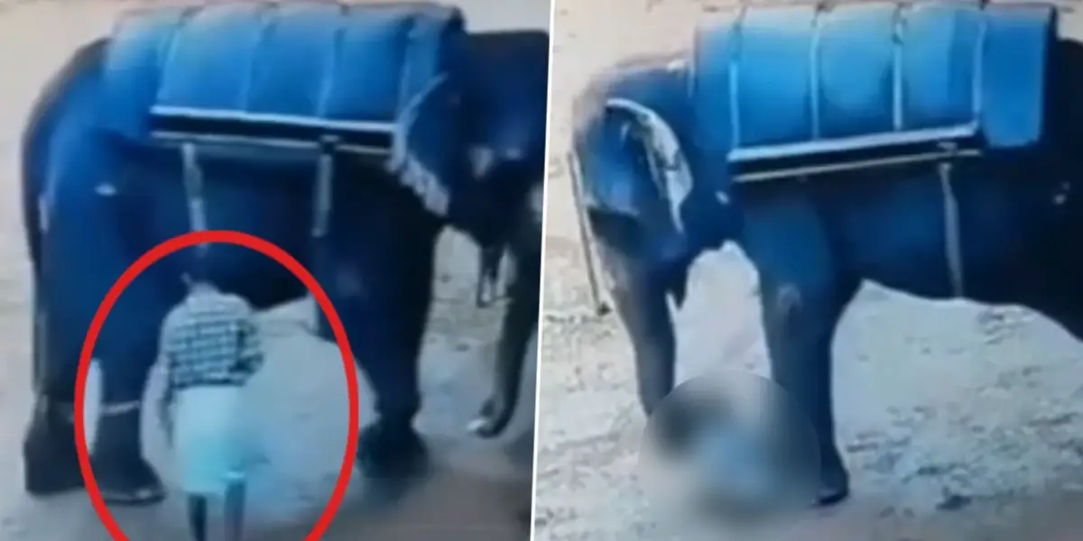 Kerala Elephant Incident
