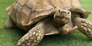 Tortoise