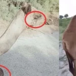camels leg