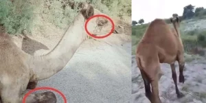 camels leg