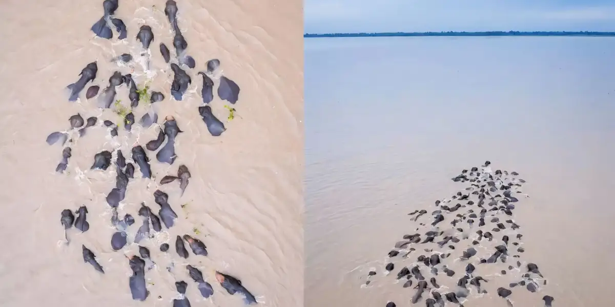 elephants swimming