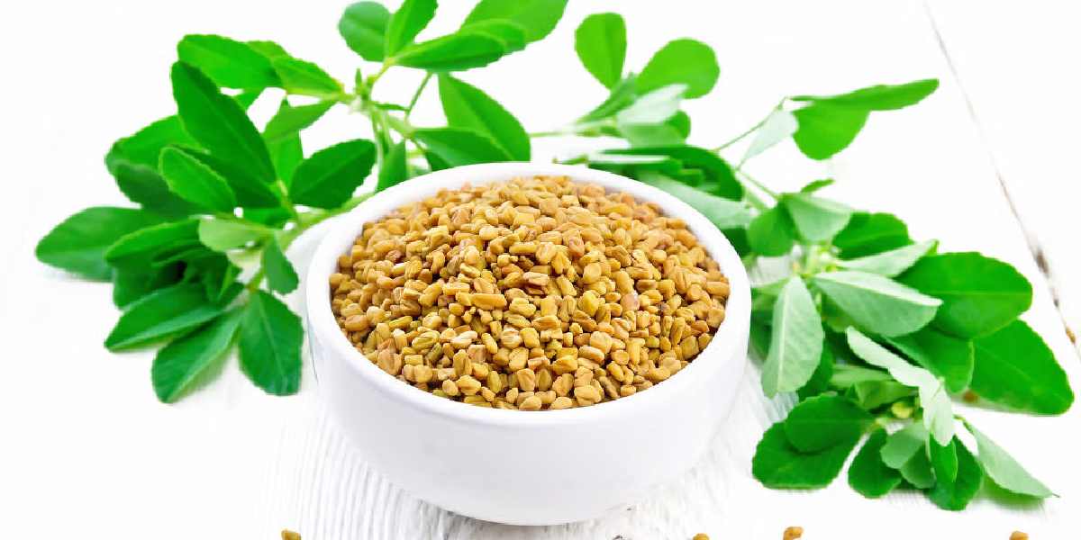 fenugreek (2)