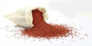 finger millet