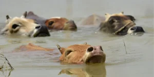 flood - cow