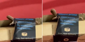 amazon package - snake