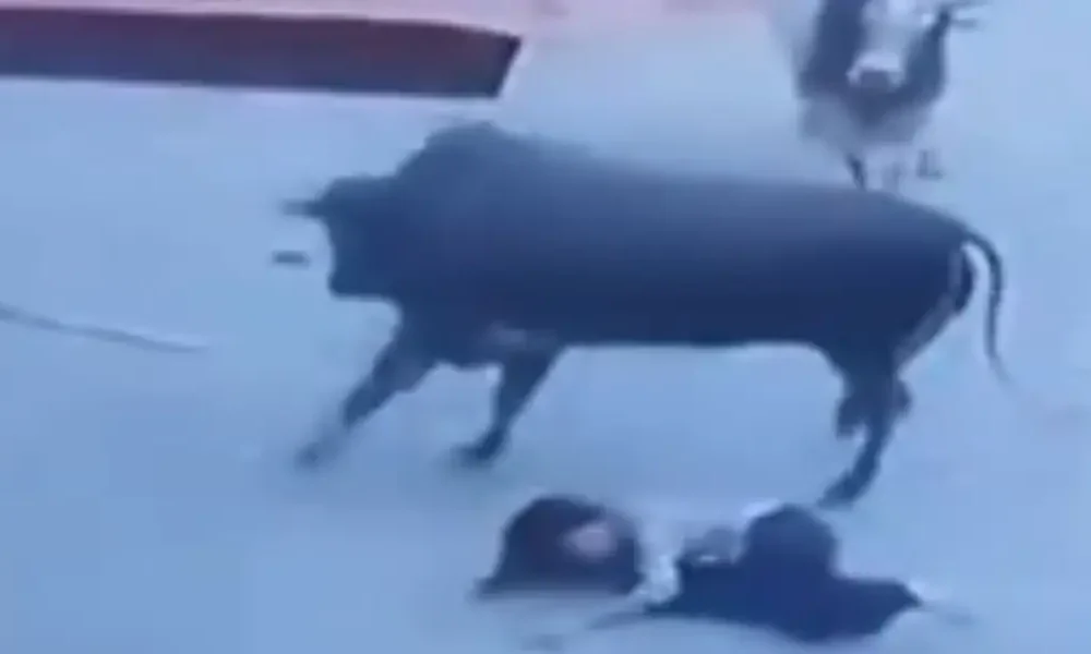 Bull Attacks