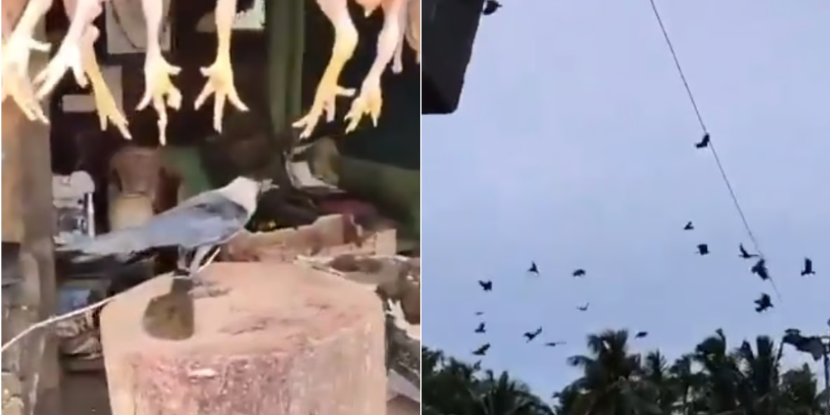 Chicken Shop Owner Ties Crow With Rope Over Its Cawing