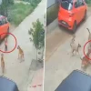 Telugana Dog Attack