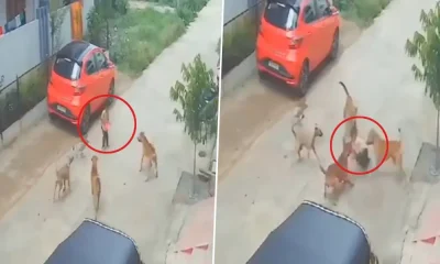 Telugana Dog Attack