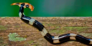 The Hammerhead Worm