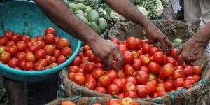 Tomato Price