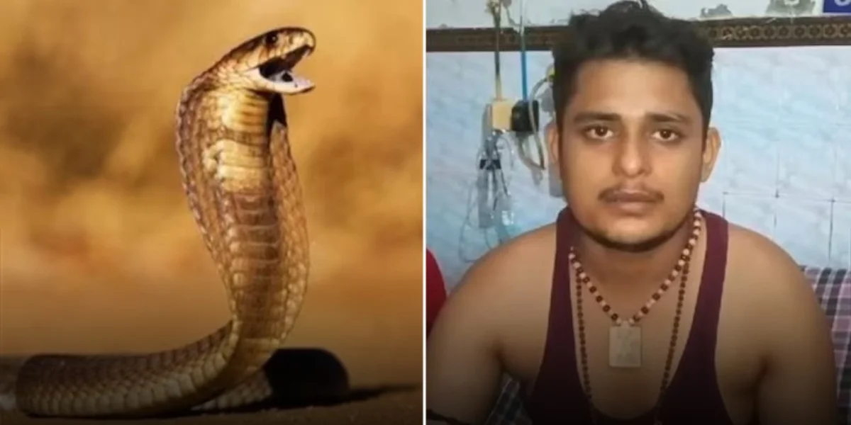 Uttar Pradesh - snakes