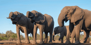 african elephants