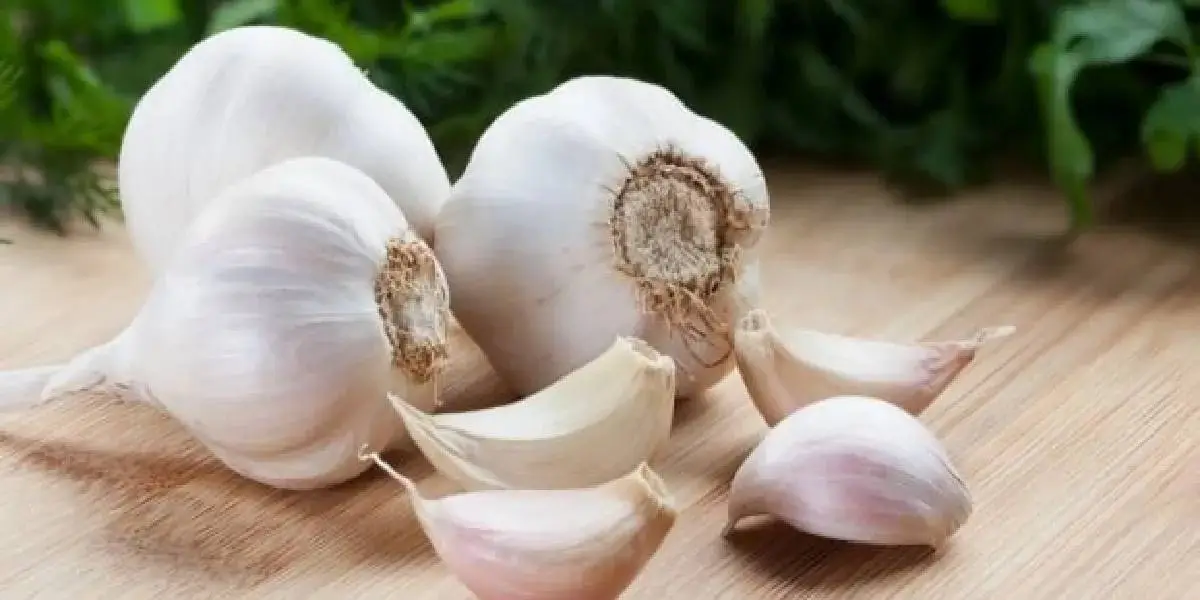 garlic (2) (1)