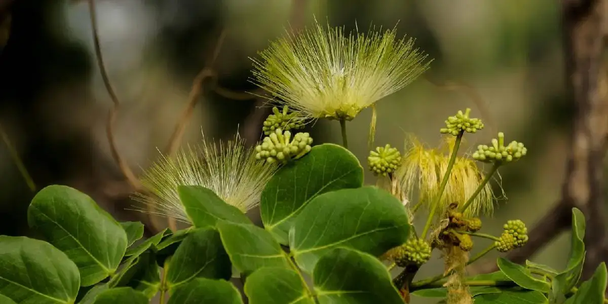 vaagai flower (1)