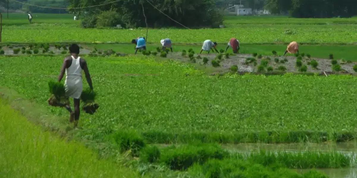 Indian Farmers