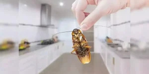 cockroach (1)