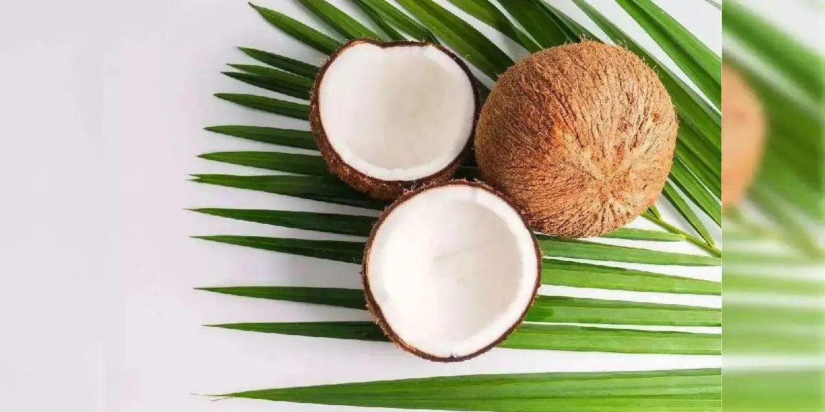 coconut (7) (1) (1)