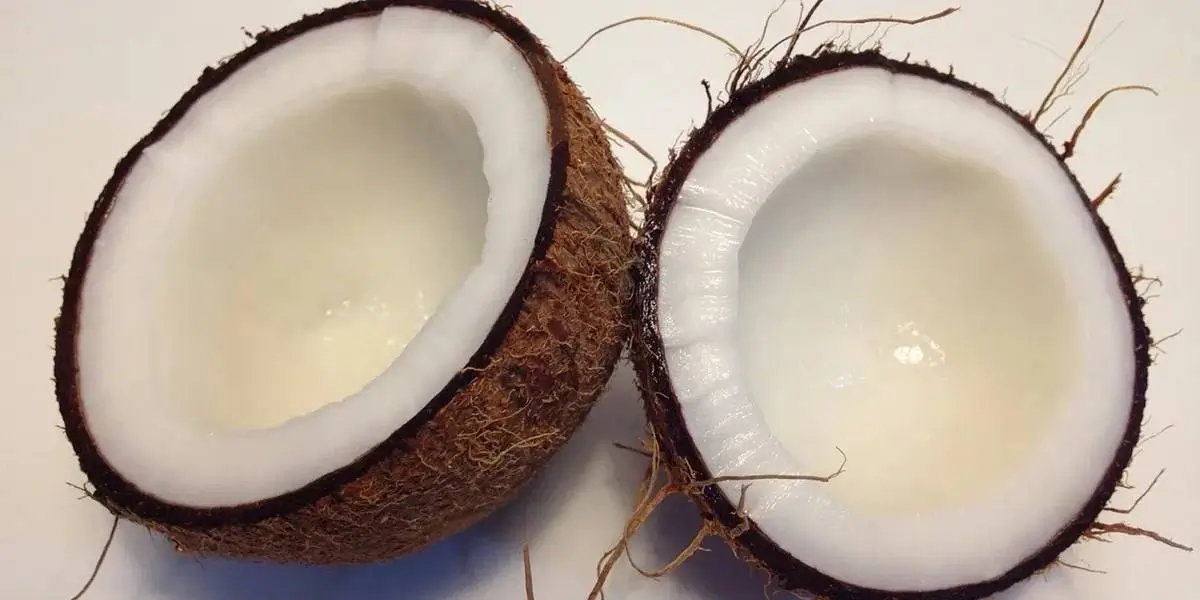 coconut (8) (1)