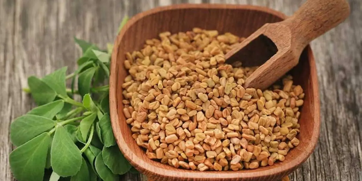 fenugreek (3) (1)