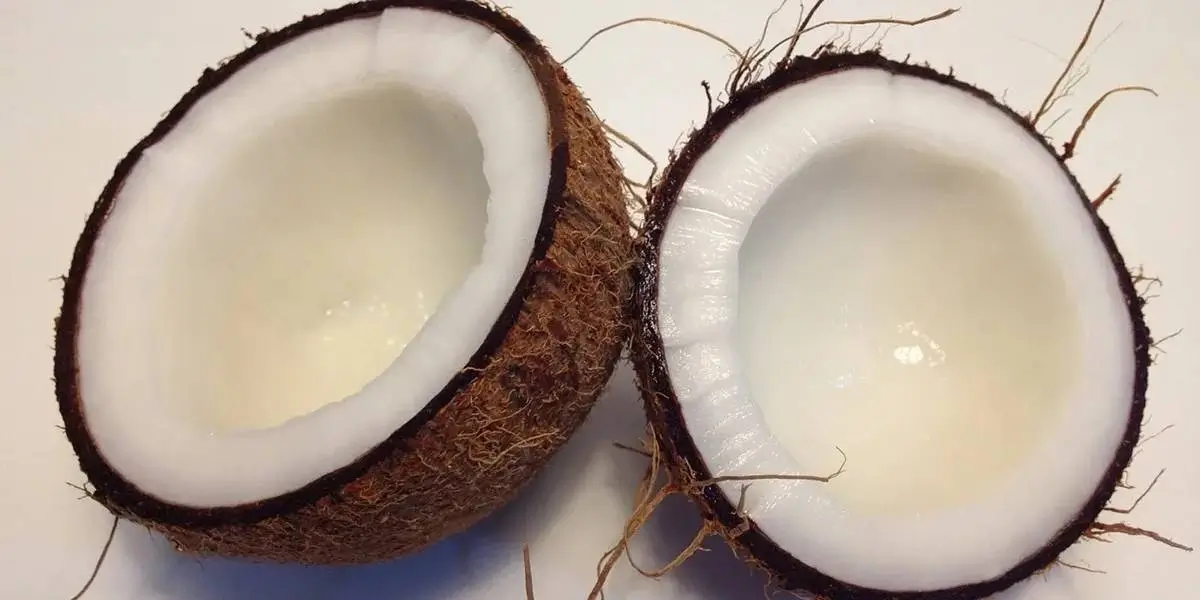 coconut (9) (1)