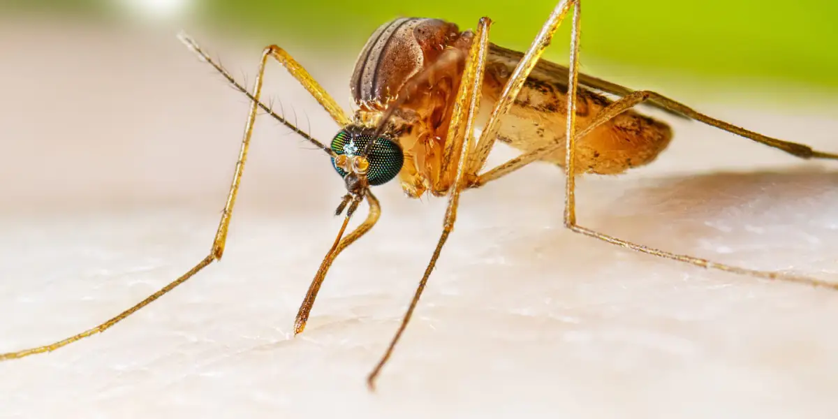 Japanese Encephalitis