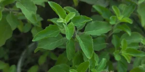 tulsi (1) (1) (1)