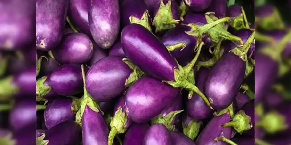 brinjal (1)